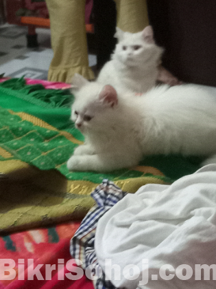 Persian Cat kitten